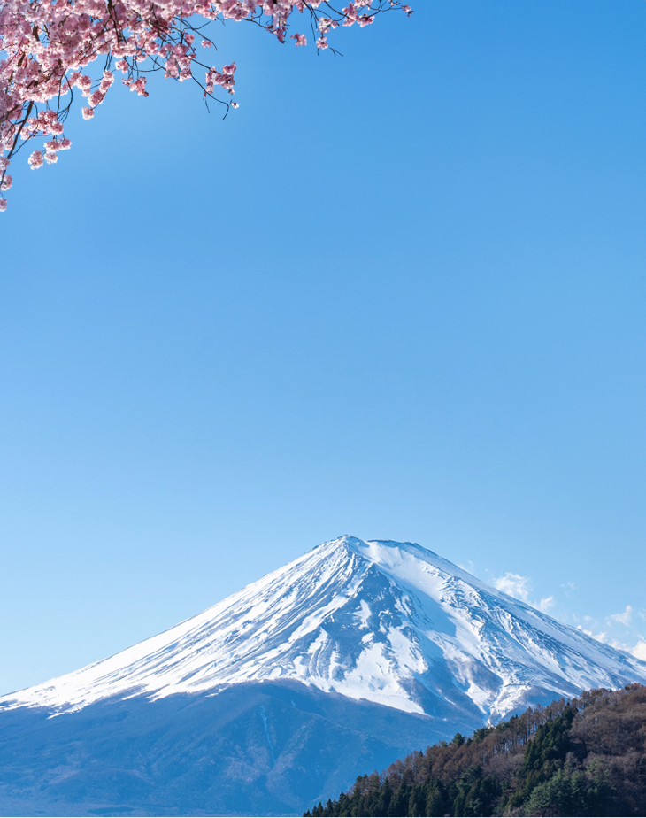 2025 Japan Cherry Blossoms Pre-Wedding Photoshoot Promotion