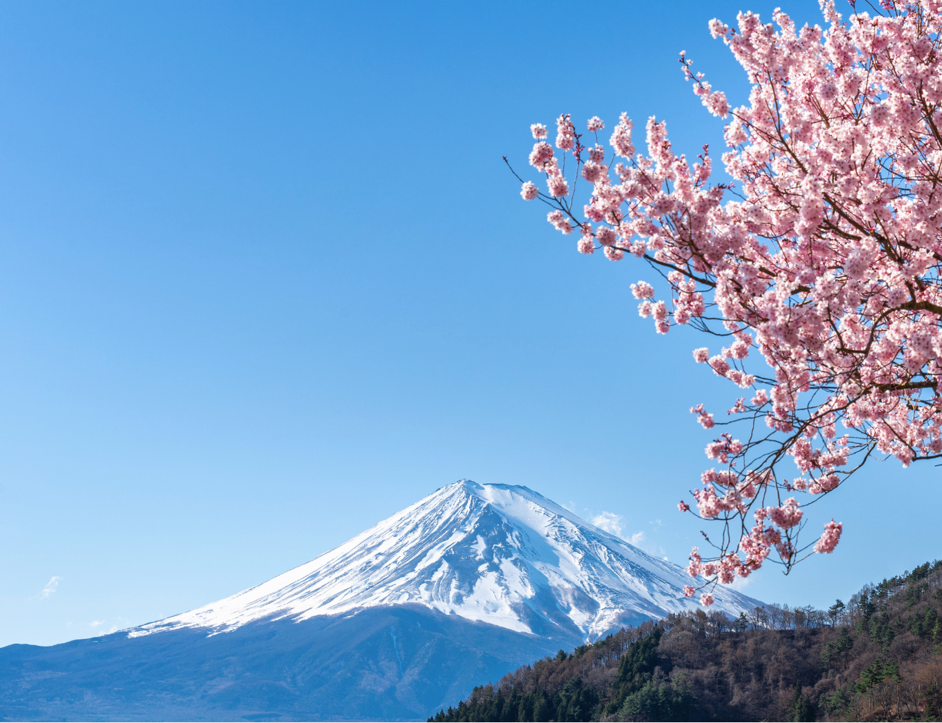 2025 Japan Cherry Blossoms Pre-Wedding Photoshoot Promotion