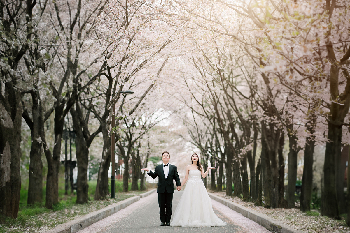 Seoul Cherry Blossoms in Seoul Forest Spring