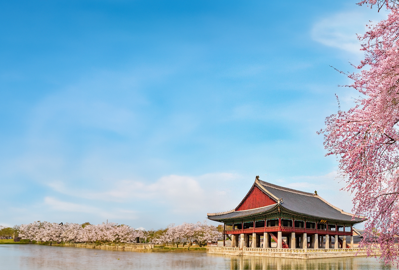 2025 Korea Cherry Blossoms Pre-Wedding Photoshoot Promotion