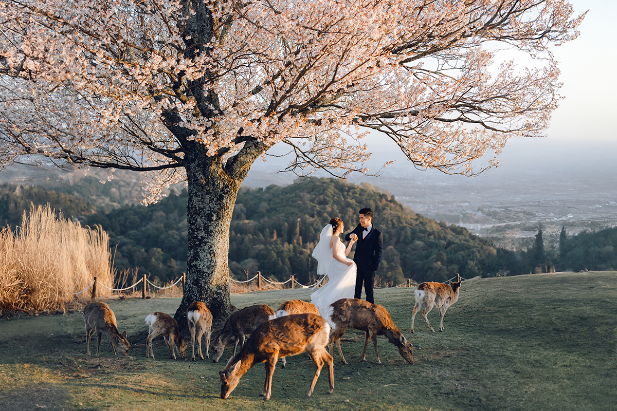 Kyoto Cherry Blossoms Prewedding Photoshoot At Nara Deer Park on OneThreeOneFour 1