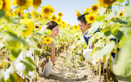 Hokkaido Sunflowers August