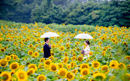 Jeju Sunflower Fields August
